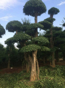 对节白蜡景点树