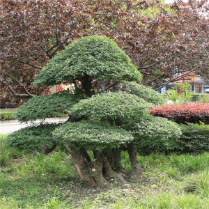 对节白蜡景点树