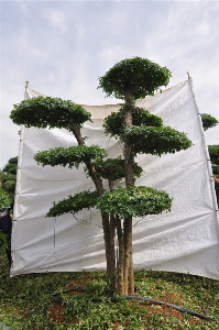 对节白蜡景点树