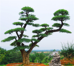 对节白蜡景点树