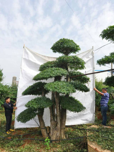 对节白蜡景点树