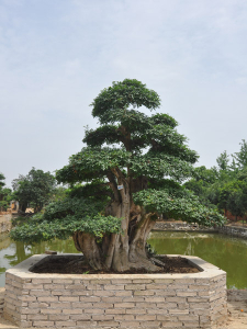 对节白蜡盆景