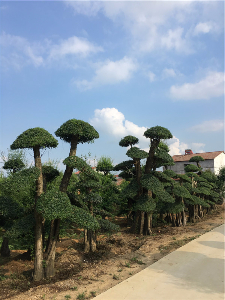 冬季对节白蜡虽好 也要注意前期的关键所在